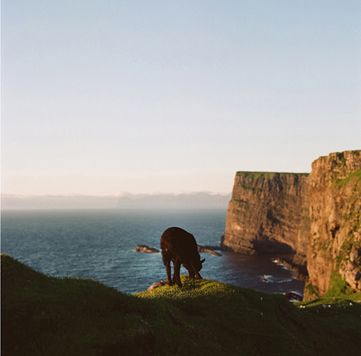 
			<br /><em>A lamb who thinks he's a puffin
			<br />(real close to that cliff edge there)
			<br /><br /><br />| Mykines Island
			<br /></em>