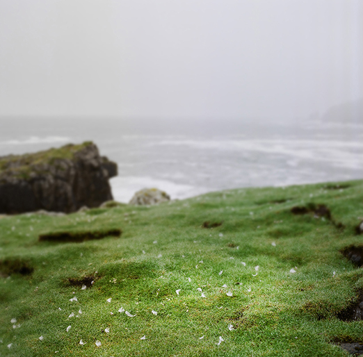 
			<br /><em>Puffin feathers
			<br /><br /><br /><br />| Mykines Island
			<br /></em>